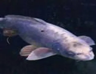 İnsan yüzlü hayvanlar