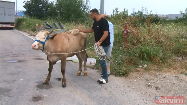 'Firar eden kurbanlıklar' haberleri gelmeye başladı! Boğa bir kişiyi düşürdü koçlar trafiği karıştırdı - 10