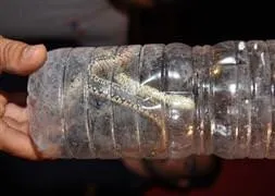 Eve giren yılan aileyi korkuttu