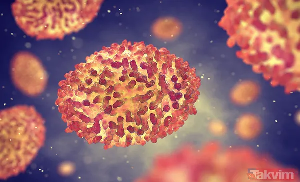 Maymun çiçeği nedir? Belirtileri neler? Çiçek aşısı Maymun çiçeğinden korur mu? Türkiye’de vaka görüldü mü? Sağlık Bakanlığı açıkladı - 10