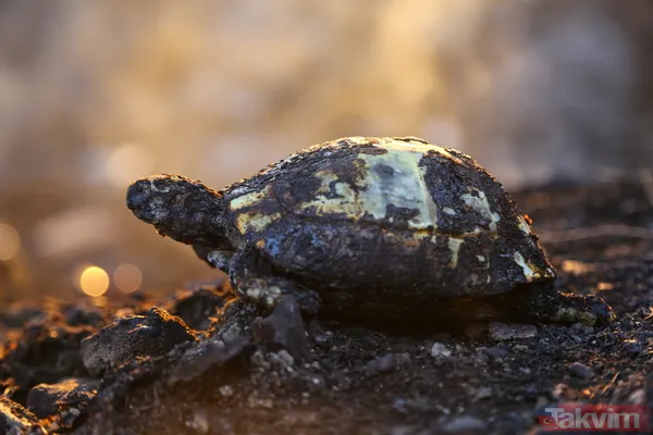 Antalya Manavgat'ta yangın felaketi! Acı haber geldi: 3 kişi hayatını kaybetti - 33