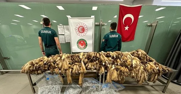 İstanbul Havalimanı’nda bin 200 tane samur postu ele geçirildi!