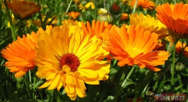 Yara izi, kırışıklık ve sivilce düşmanı! Ankara'da yetişen mucize bitki - 4