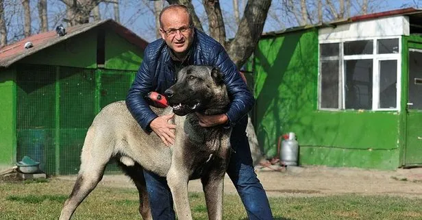 Bursa’da 125 bin TL’lik Kangal köpeği görenleri şaşırtıyor