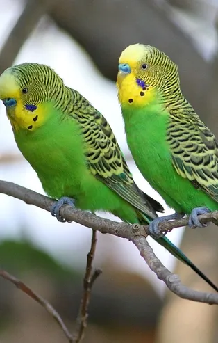 Rüyada muhabbet kuşu yakaladığını görmek ne anlama gelir? Rüyada muhabbet kuşu görmek ne anlama gelir?