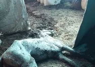 At skandalı büyüyor! DSPli Nail Murat Pekin açıkladı: İBB’nin işini CHP Adalar İlçe Başkanı Ali Ercan Akpolat yaptı