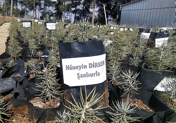 asrin-felaketinde-hayatini-kaybedenlerin-isimleri-fidanlarda-yasatilacak-1677583762921.jpg Asrın felaketinde hayatını kaybedenlerin isimleri fidanlarda yaşatılacak!-3