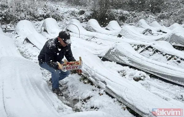 Samsun'da Kar Altında Yetişiyor! Bu Hasada Talep Yağıyor - 1
