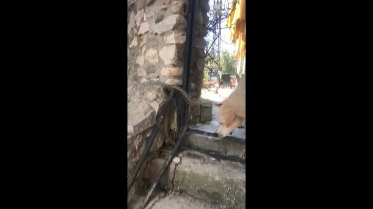 Yılanlar ile ilgili şoke eden bilgi! Bu saatte çıkan yılanlar yüzde 99 zehirli! - 6