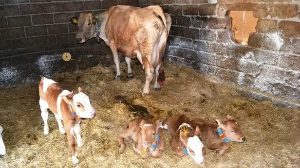Buzağı desteklemeleri ne zaman ödenecek? 26 Aralık Buzağı destek ödemeleri yattı mı? (2018 2. dönem)-3