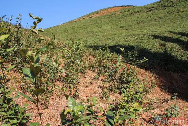 Doğu Karadeniz'i bekleyen büyük facia! Kaçak çaylıklar için ormanlar kesiliyor - 9