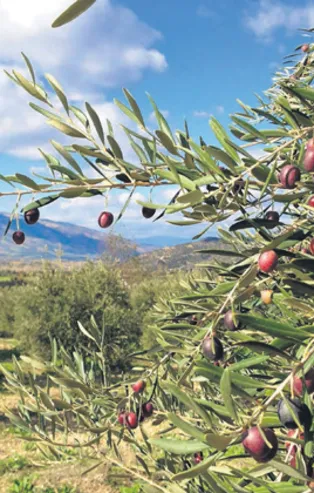 Para zeytinden! Salgın sonrası ilanlar arttı