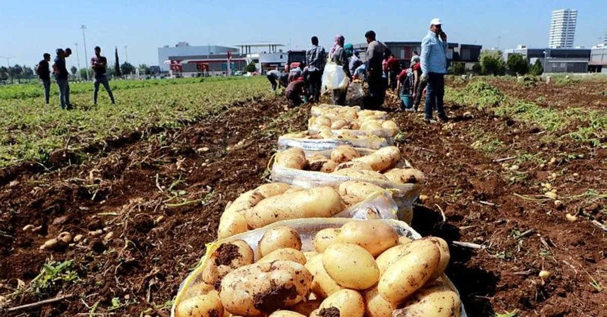 patates tarlada 50 kurusa indi takvim
