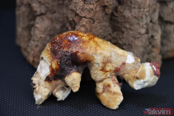 Üroloji doktorundan hayrete düşüren koleksiyon! Taşların kimisi 22 santim kimisi 650 gram - 2