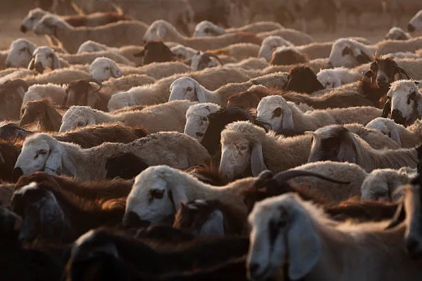 kurban-kesim-vakti-ne-zaman-baslar-kurban-bayramin-kacinci-gunu-saat-kacta-kesilmeli-son-gun-kurban-kesilir-mi-1687884417004.jpg Kurban bayramın kaçıncı günü, saat kaçta kesilmeli? Son gün kurban kesilir mi? Kurban kesim vakti ne zaman başlar?-2