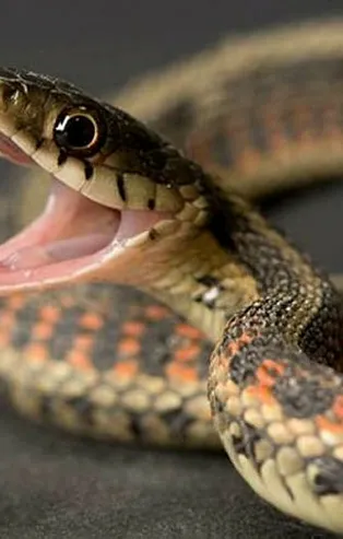 Rüyada yılan öldürmek ne anlama gelir? Rüyada yılanın başını ezdiğini görmek neye işarettir? Rüyada yılan tarafından ısırılmak...