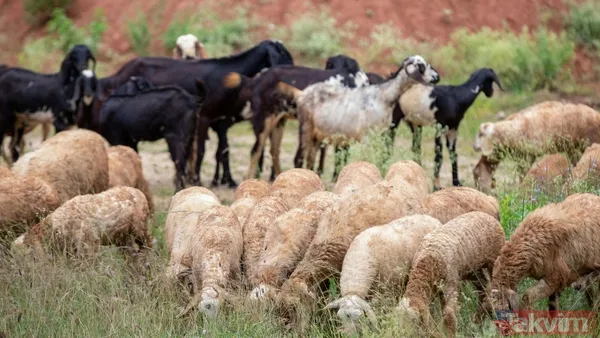 "Gıda Güvenliği Açısından Herhangi Bir Risk Yok" Gıda Standartları Ajansı (Fsa) Yetkililerinden Dr. James Cooper, Halk Sağlığı Açısından Herhangi Bir Tehlike...