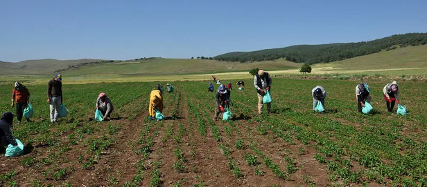 koronavirus-salgini-biber-uretimine-engel-degil-1589869243663.jpg Koronavirüs salgını biber üretimine engel değil-1