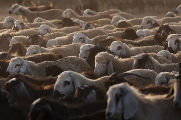 Kurban eti bozulursa nasıl anlaşılır? Kurban eti neden yeşillenir?-2