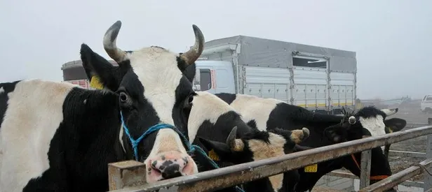 Kurbanlıkların sayısı yeterli