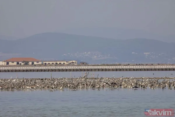 Minik allı turnalar (flamingolar) uçmayı İzmir Kuş Cenneti'ndeki doğal kreşte öğreniyorlar - 27