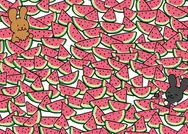 Dilimlerin içerisindeki çekirdeksiz karpuzları bulanın IQsu tam 115 çıkıyor