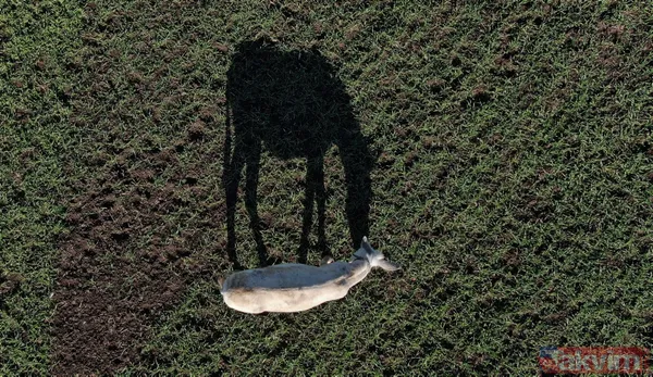 Yıllarca Mardin'de çöp topladı! 'Dost' artık emekli oldu - 9