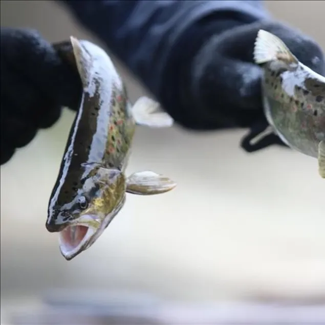 Alabalık beynine sağlık