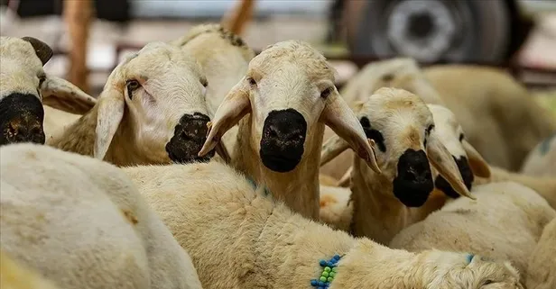 2026 kurbanlık fiyatları belli oldu: İşte büyükbaş ve küçükbaşta güncel rakamlar