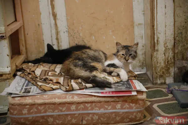 Büyükada'da salgın! 4 ayda 700 kedi Feline Enfeksiyoz Peritonit (FIP) hastalığından öldü! Hayvanseverler CHP'li belediyeyi kayıt tutmadığı için suçladı - 8