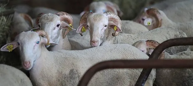 Kurban kesilirken dikkat edilecek hususlar