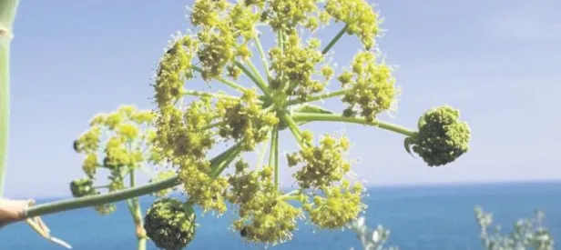 Çakşırla arzular şelale