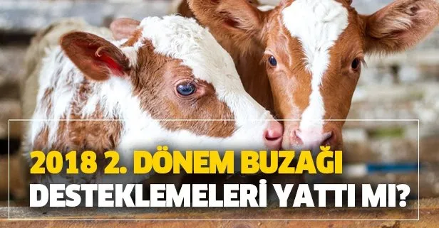 13 Ocak Buzagi Desteklemeleri Yatti Mi 2018 2 Donem Buzagi Desteklemeleri Ne Zaman Yatacak Takvim