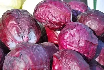 Sivilcelere Doğal Çözüm: Mor Lahana