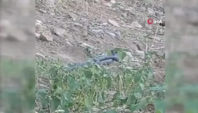 Batman’da yılanların dansı kamerada