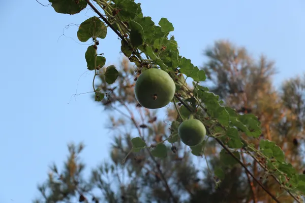 tokat-erbaada-bahceye-ekilen-su-kabagi-elektrik-tellerine-sarilip-urun-verdi-1605864225072.jpg Tokat Erbaa'da bahçeye ekilen su kabağı elektrik tellerine sarılıp ürün verdi-3