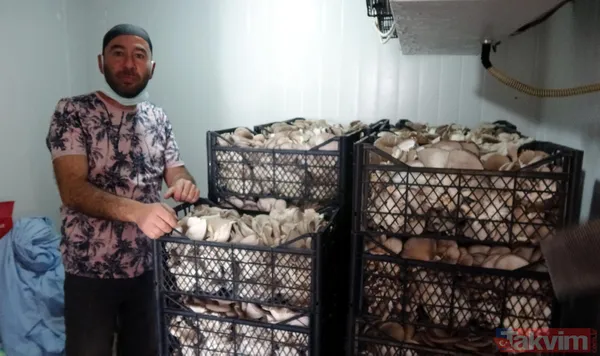 Emekli astsubay hobi olarak başladığı istiridye mantarı yetiştiriciliğinden yılda 520 bin lira kazanıyor - 7