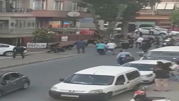 İstanbul Maltepe'de 'narkozlu' köpek dehşeti-3