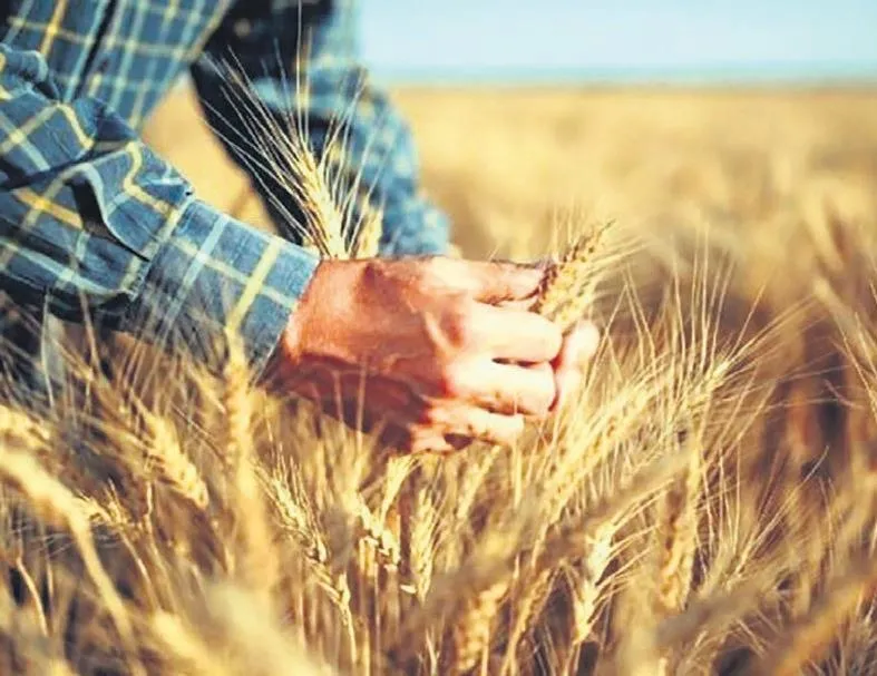 Buğday ve arpada destek süresi uzadı