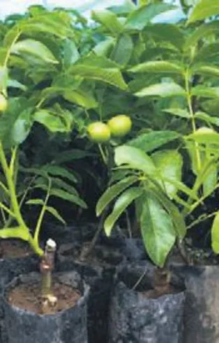 33 ülkeye ceviz fidanı