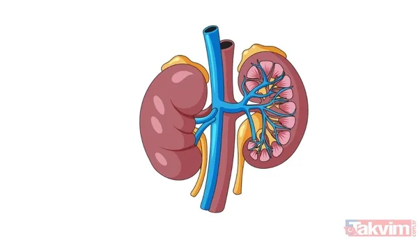 Sık İdrara Çıkma Nedenleri Neler? Prof. Dr. Canan Karatay’dan Uyarı - 2