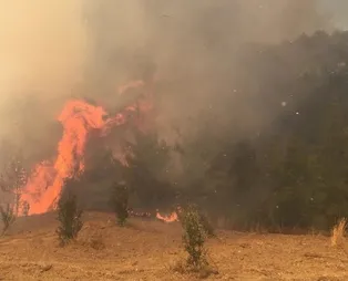 Adana'da orman yangını!