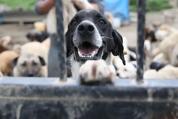 O kişiler hayvan sahiplenemeyecek!