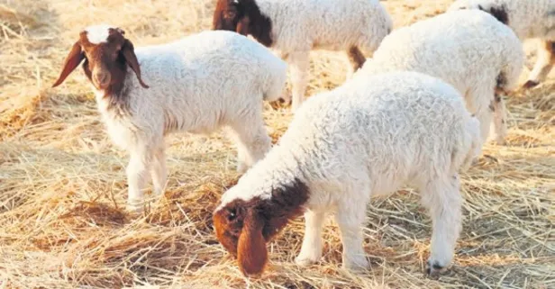 Ceylanpınar Tarım İşletmesi’nde 60 bin kuzu dünyaya geldi