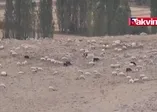 Mağarada saklanıyor! Karaman'da Divle Obruk...
