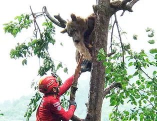 Rize’deki bozayı 2 günde kurtarılabildi