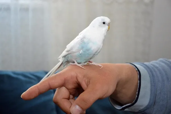 tekbir-getiren-muhabbet-kusu-1650287896147.jpg Tekbir getiren muhabbet kuşu-5