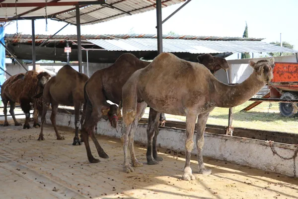 koronavirus-salgininda-patlama-yapti-deve-sutune-talep-yuzde-150-artti-litresi-100-lira-oldu-1620715180292.jpg Koronavirüs salgınında patlama yaptı! Deve sütüne talep yüzde 150 arttı litresi 100 lira oldu-12
