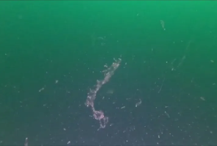 Marmara’da alarm! Müsilaj kabusu geri döndü