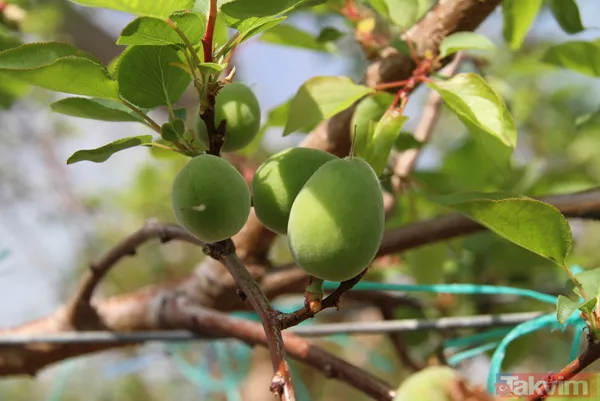 Daha önce yere dökülüyordu! Kayısı çağlasının kilosu 100 TL'den satılıyor - 8